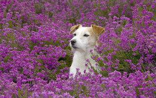 Sad dog purple field flower - elke vogelsang free wallpaper