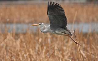 Bird flying grass field river - ecological art free wallpaper