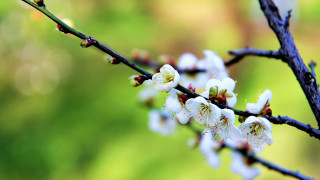 Branch white flowers green background - the background and a blurry background free wallpaper