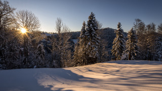 Snowy landscape trees sun shining 2 - bernd fasching free wallpaper