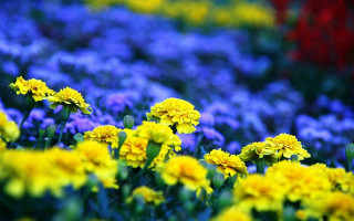 Flower field bokeh yellow purple - a red flower in the foreground free wallpaper