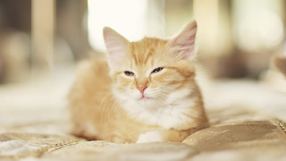 Orange cat bed blurry room - a bed free wallpaper