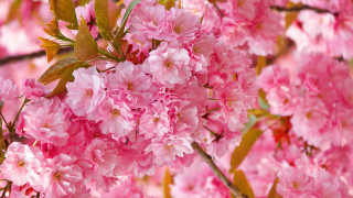 Pink flowers branch lily daisy - a green leaf free wallpaper
