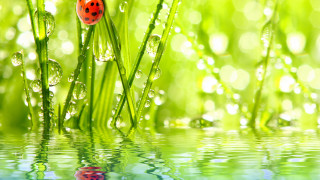 Ladybug green grass water drops - a green grass free wallpaper