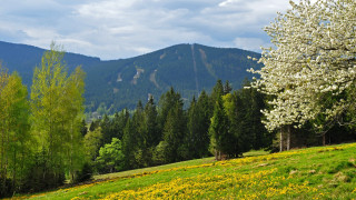 Field tree mountain flower sky - alen divi free wallpaper