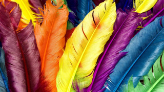 Colorful feathers closeup tabletop white - vivid free wallpaper