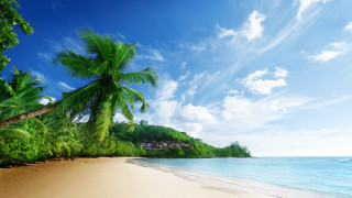 Beach palm tree sky clouds - the shore free wallpaper