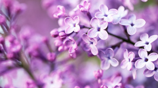 Purple flower closeup macro hanami - a close up of a bunch free wallpaper