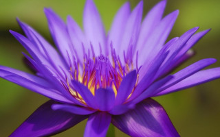 Purple flower yellow center grass 3 - a purple flower free wallpaper