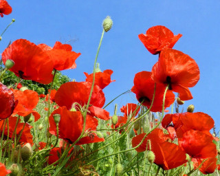 Red flowers blue sky green 3 - impressionist painting free wallpaper