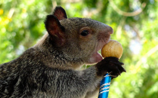Small animal toy chewing thumb - small free wallpaper