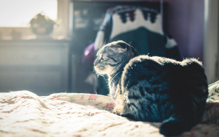 Cat bed mirror dresser light - still free wallpaper