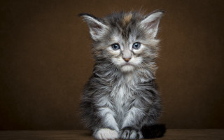 Kitten table brownwall blackbackground whiteSpot - a white spot free wallpaper