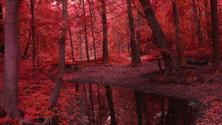 Pond trees red leaves bench - forest free wallpaper
