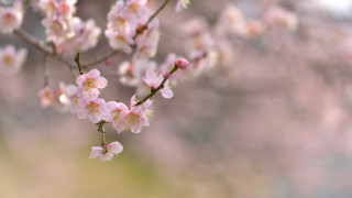 Pink cherry blossoms branch blur - chang daichien free wallpaper