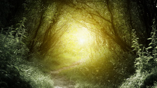Forest path radiant light magical - radiant free wallpaper