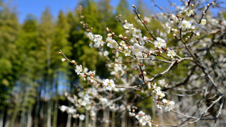 White flower tree bloom spring - chang daichien free wallpaper