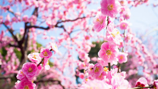 Pink cherry blossoms sakura spring - a tree branch in the sun light of the day free wallpaper