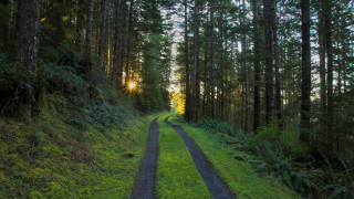Dirt road forest sunshine night - a dirt road in the middle of a forest free wallpaper