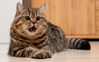Cat yawning furry shiba inu - its mouth open free wallpaper