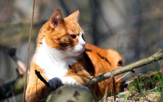 Cat branch woods blurry depth - a branch free wallpaper