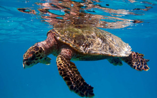 Turtle ocean surface sky city - a turtle swimming in the ocean free wallpaper