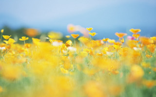 Yellow flowers blue sky blurry - a few cloud free wallpaper