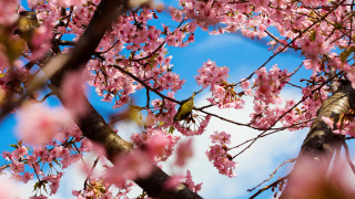 Bird branch pink flowers sky - a branch of a tree free wallpaper