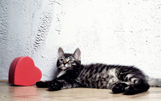 Kitten heart shape balloon romantic - a kitten free wallpaper
