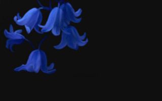 Blue flower hanging branch dark - a digital painting free wallpaper