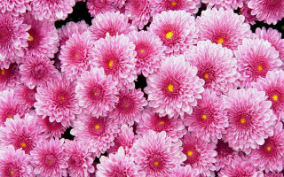 Pink flowers field bouquet acrylic - the center free wallpaper