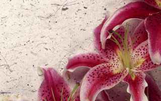 Pink flowers white surface black - still free wallpaper