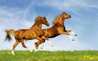 Horses running field bush clouds - majestic free wallpaper for desktop