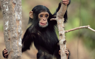 Monkey hanging tree woods smiling - a monkey free wallpaper