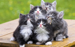 Kittens group blurry background blue - a blurry background free wallpaper
