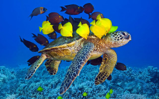Turtle ocean fish corals school - a turtle swimming in the ocean free wallpaper