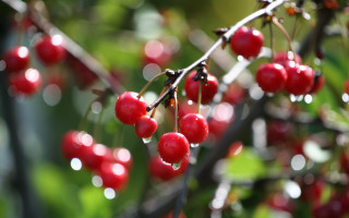 Berries water droplets green leaves 2 - a bunch of berries free wallpaper