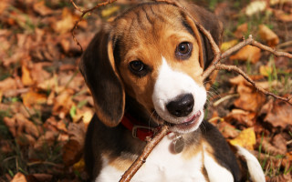 Dog stick leaves woods autumn 2 - its mouth free wallpaper