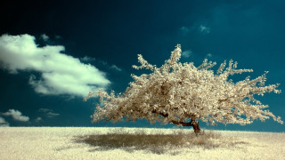 Tree field blue sky clouds 2 - a blue sky in the background free wallpaper for desktop