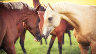 Horses field grass background naturalism - a field of grass free wallpaper
