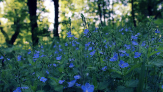 Blue flower field forest sunlight - impressionist free wallpaper