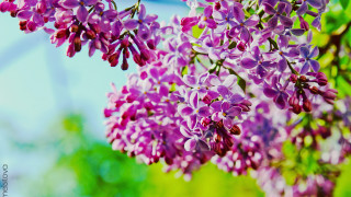 Purple flowers branch outdoors macro - naturalism free wallpaper