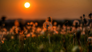 Grass sun dandelions macro autumn - sun free wallpaper for desktop