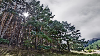 Forest sky trail bench nature - a sun free wallpaper