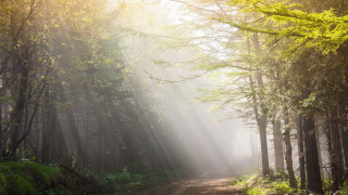 Dirt road forest sunbeams fog - a dirt road in the middle of a forest free wallpaper