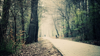 Path woods people tiltshift cherryblossoms - a path free wallpaper