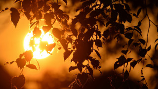 Sun leaves evening autumn fiery - a picture free wallpaper