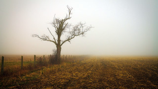 Foggy field tree fence sunset - digital photography free wallpaper