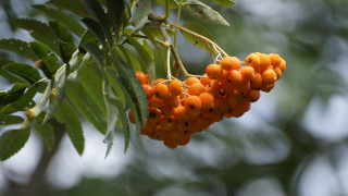 Berries branch leaves blue sky - a bunch of berries free wallpaper