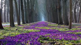 Purple flower road magical landscape - magical free wallpaper for desktop